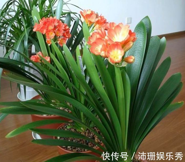 花草|家里阳台养此款花，新手也能养爆盆，清新脱俗，懒人最爱