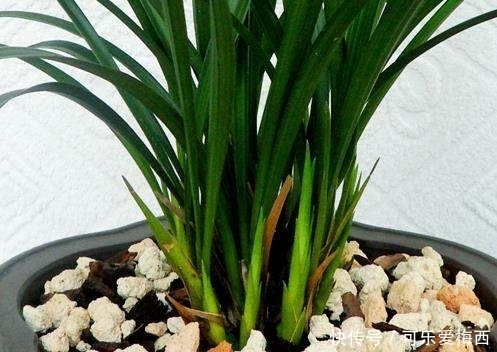 半年了,老妈对它不闻不问,一滴水没浇,没想到长的这么好