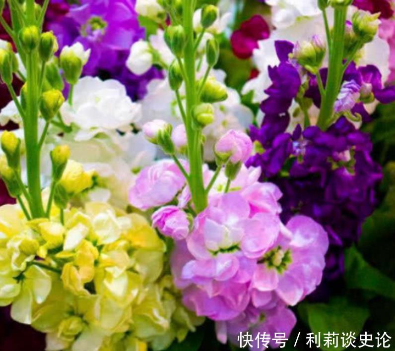 “4种花”养家里,一开就是300天,不用费心,就能长的特别好