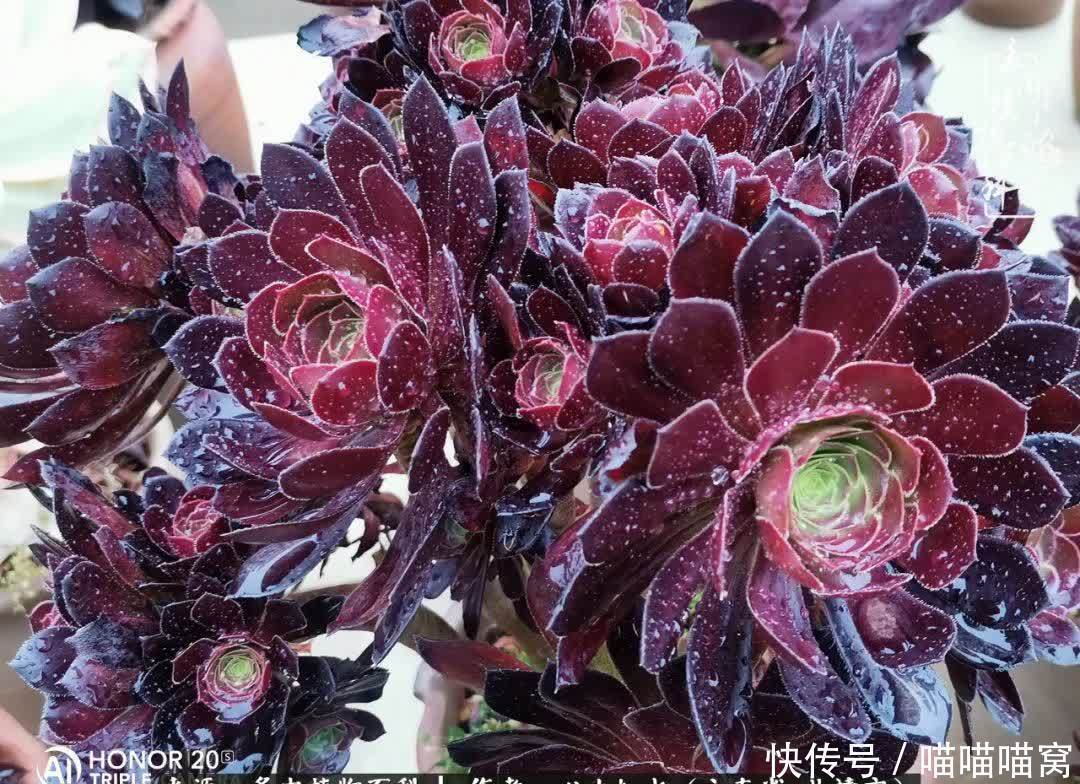 多肉|你是爱,是暖,是希望,你是人间四月天!