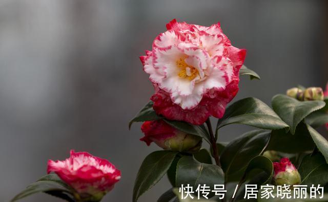 天气变冷,14种花别急着搬到室内,否则不开花或者开花少