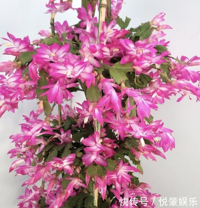 蟹爪兰|蟹爪兰叶子“软塌塌”教你做3步,嗖嗖冒新叶,入冬花朵爆盆