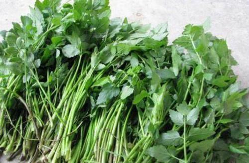 并非所有野菜都是“天然药”,别吃第6个,来了解下原因