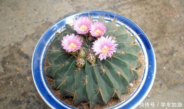 新人养仙人球,老花匠教你5招,不仅长得快、而且开花鲜艳又大朵!