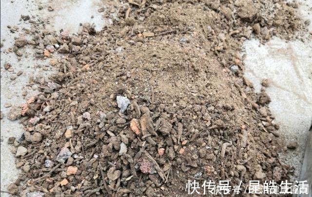 蛭石|养多肉,土壤中就得加点儿这种“材料”,长势才会喜人!