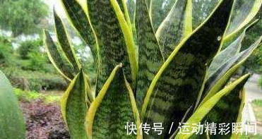 虎皮兰不见长,学会5个小技巧,轻松长1-2米高,快来瞧瞧吧