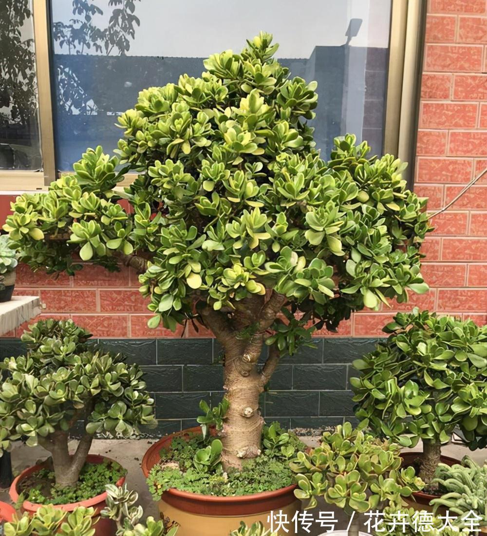 4种“盆景桩”,品位高大上,懒人花剪一剪,价格翻几倍