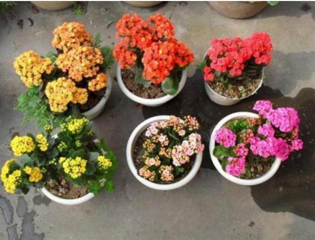 满头|她家的长寿花,满头花苞,一茬接一茬,原来是浇了“这种水”!