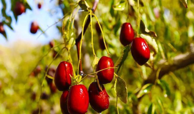 红枣|建议中老年:入秋少吃肉,若不差钱常吃这5种食物,营养高好吸收