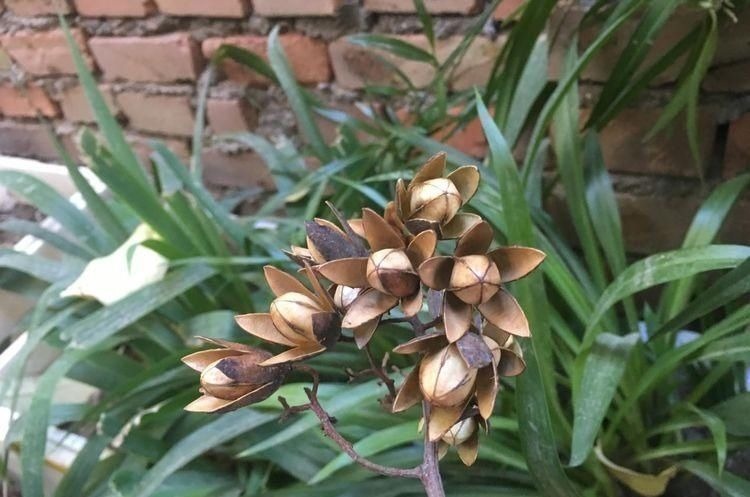 香椿树上结的果实叫啥名有人花钱去农村收集,有什么用吗