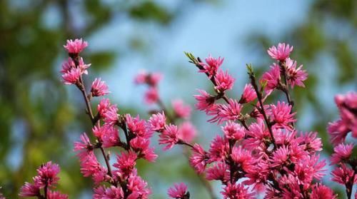 白居易一首桃花诗，表面上写花，实际上讲自己，读一次心疼一次