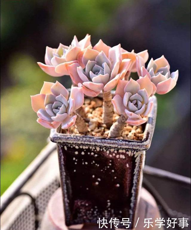 最萌不过粉色，这10款粉色系多肉，各有各的美，哪种能“粉”到你