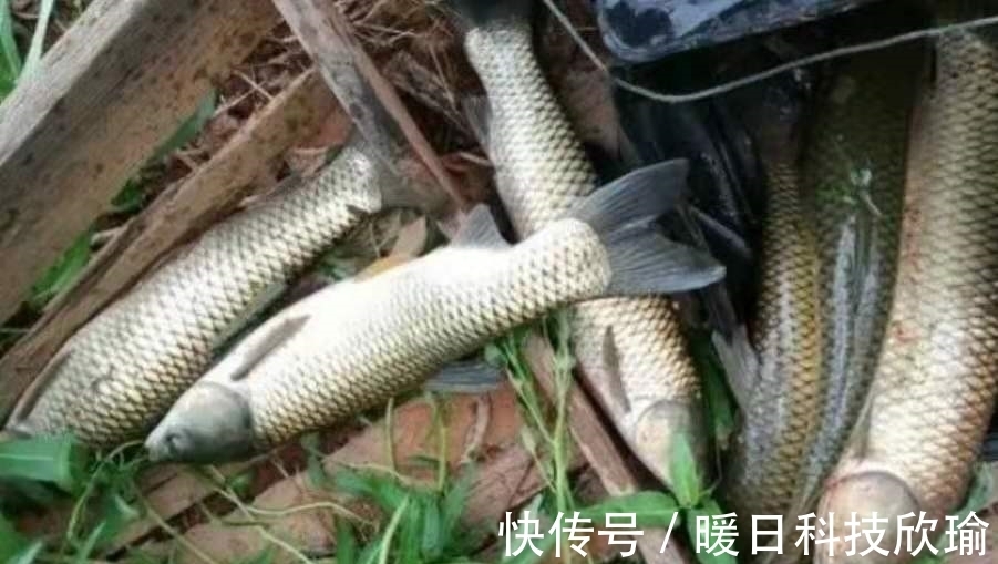 一尾|怪不得草鱼上了一尾又一尾,后悔才知这诱鱼诀窍,十年老钓手都服