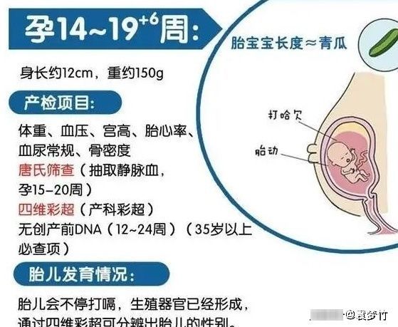 中期|怀孕中期应该系统地做哪些检查？3个阶段重要的产检项目都在这里