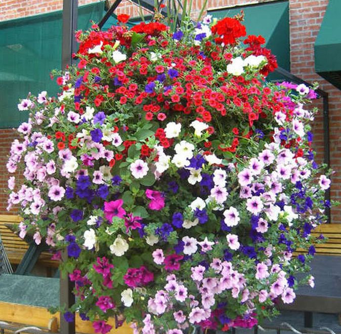 这5种花，吊起来养，开成花球，花多到看不到叶子！