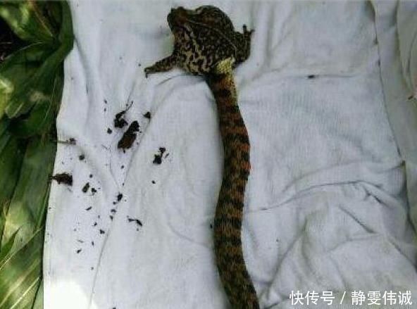 不速之客|奇趣探知男子钓到一只青蛙,拉上岸后,发现跟来一个不速之客