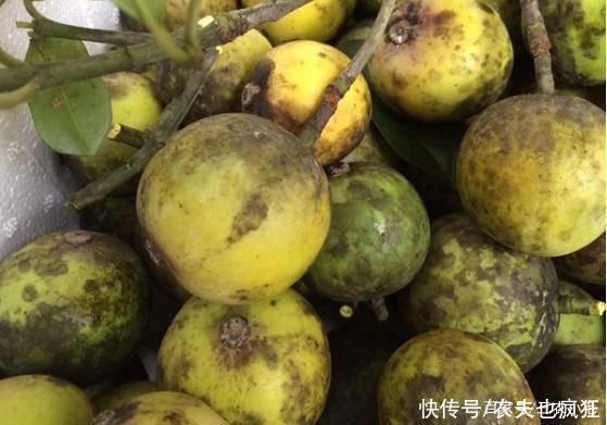 牙齿|形似山竹通体金黄，多吃牙齿会变黄，儿时用它下饭，如今很少人种