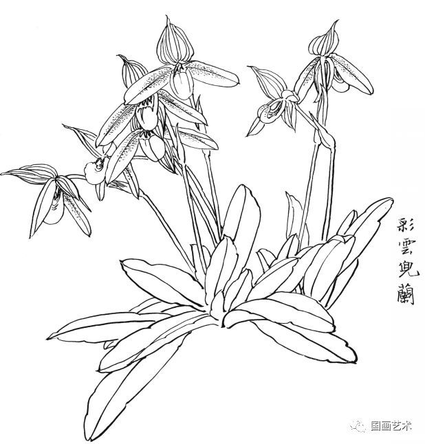  白描|花卉白描图谱选页分享