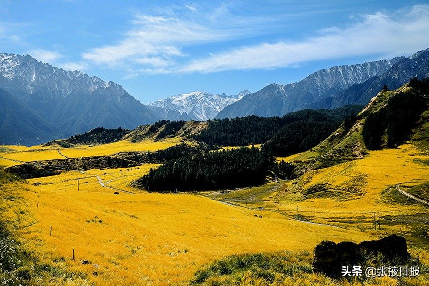 祁连山|秋色浸染祁连山，大都麻色彩斑斓惹人醉