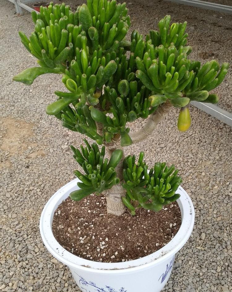 吸财树怎么养？简单3步，枝叶繁茂、颜色漂亮、变成茁壮的老桩