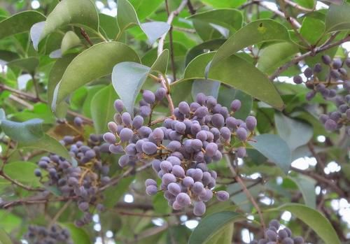 排毒养颜|爱美女性多吃的食物,排毒养颜,滋润身体,改善便秘,吃了更年轻