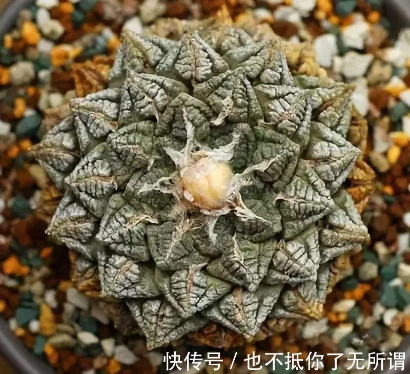 龟甲牡丹|世界上最名贵的花,一盆就是一座房子!