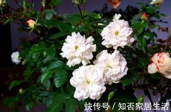 神器|它是绿色的开花神器,一年开花300天,开春一直开到初冬