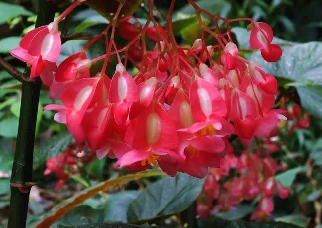 “聪明人”喜欢养的5种花,真能减少病菌吗?养之后:想多养几盆