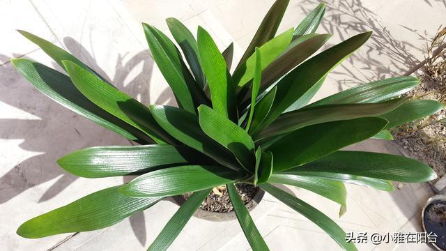 黄豆|养君子兰，一把豆子放盆里，1月后疯长，越养越旺，开爆盆特别美