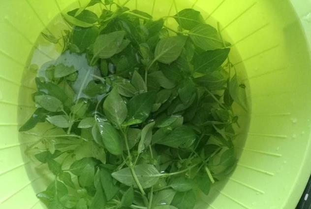 荆芥|家里种荆芥,从播种到收获,只需一个小窍门,长得可疯了