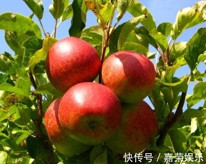 黄桃|冬季来了,多吃以下三种食物,补充营养,滋补身体,早吃早好