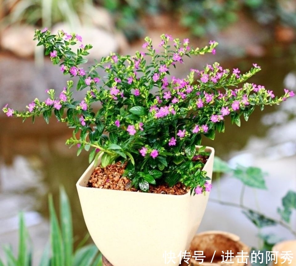 花卉|20种“坑人花”,真的很难养,没有三五年的养花经验,别入坑