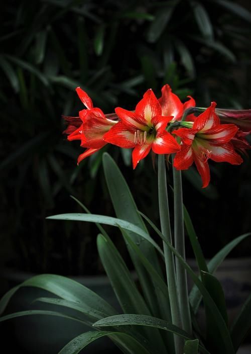 合适|不一样的朱顶红,就用不一样的土,合适的土才能让朱顶红长得棒