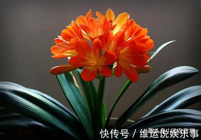 5种“花”养家中，能招财，能“镇宅”，比绿萝、发财树强多了！