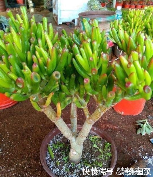 养花常备4种水，每月用一次，叶子亮，花根壮！