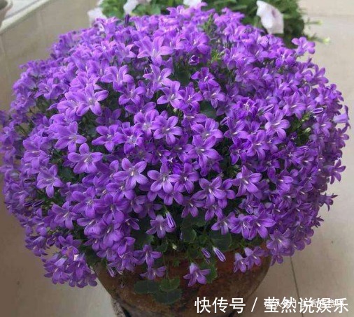 桔梗科|初夏盆栽爆盆必选，只开花没有叶，几个方法特好用，花期能延长！