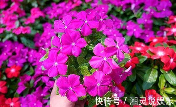 5种超爱开花的花卉，随便养一盆，一开就是大半年，超美超惊艳