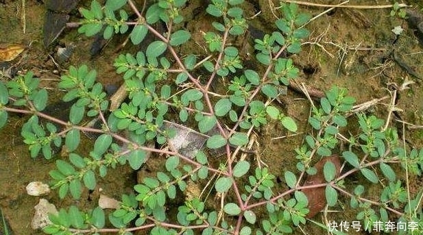 地锦草|见到''奶浆草''别拔,它能刺激血液循环,其他地区被叫做''血愁''