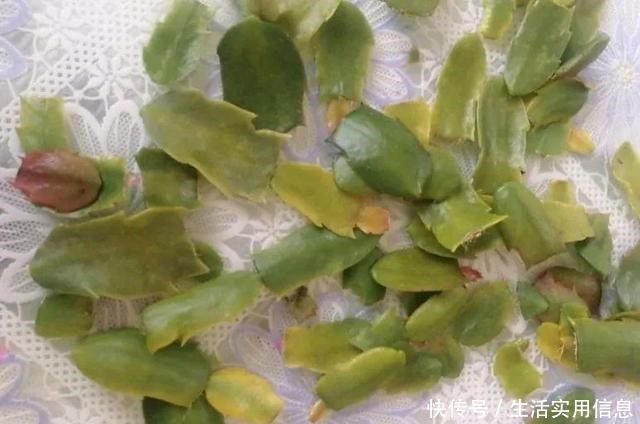 特欠剪的花,越剪越好看,花开不断!特欠剪的花,越剪越好看,花开不断!