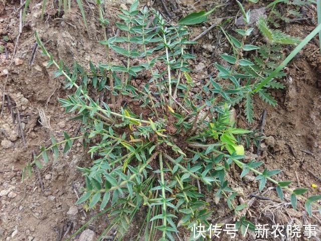 鸡腿|长在农村的“野草”，长得像“鸡腿”，生命力顽强，炒着吃味道好