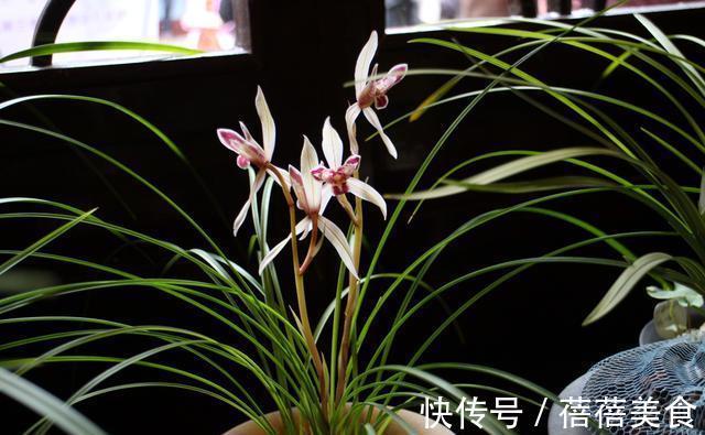 喷雾|家庭养兰花怎么浇水?园艺师教你,其实很多人都浇错了