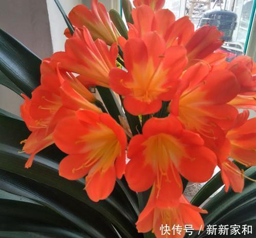 腐叶土|张大爷养花只用一种土，君子兰年年能开花，根壮叶片长得旺！