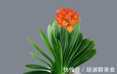 天气变凉,家里种植的君子兰到了出花箭的时候,合理施肥很重要