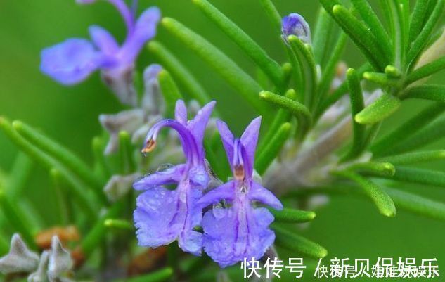 香水花|养花就养此“香水花”,比栀子花香,比茉莉花好看,花开200天