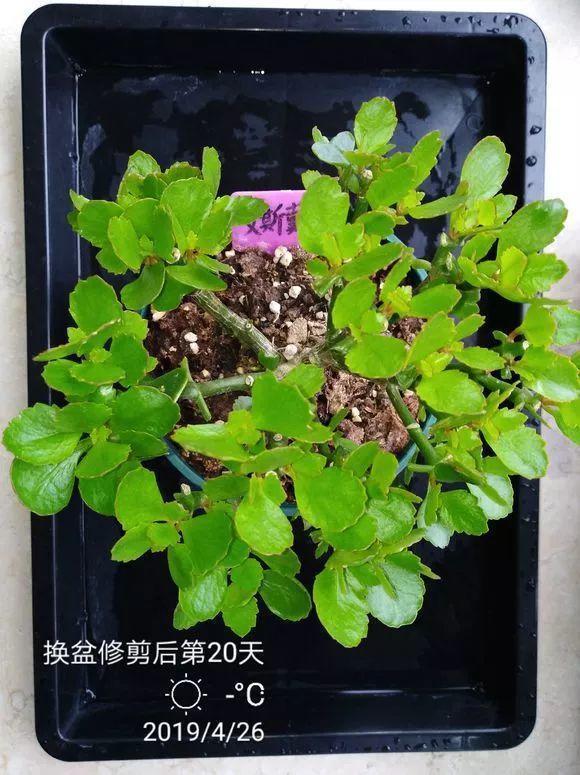 长寿月季花后赶紧剪一刀,剪完就开花,一直剪一直开!