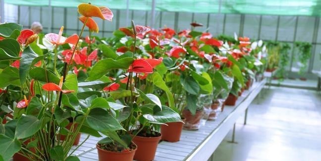 五种花天热特别能喝水,缺水叶子就发黄枯萎,别怕浇水多