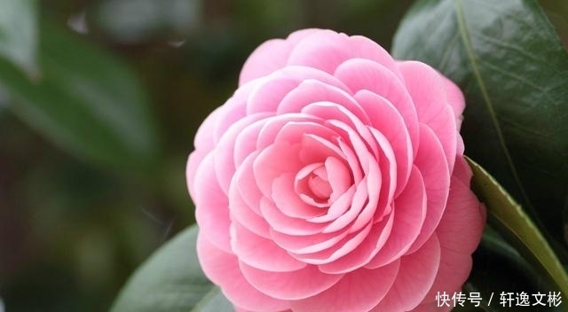 最值得拥有的盆栽佳品，花大香浓，花期长，幽香飘满屋