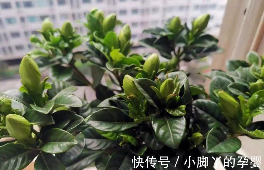 生物酶|植物养得不好，多半根没长好，加上这些长得快