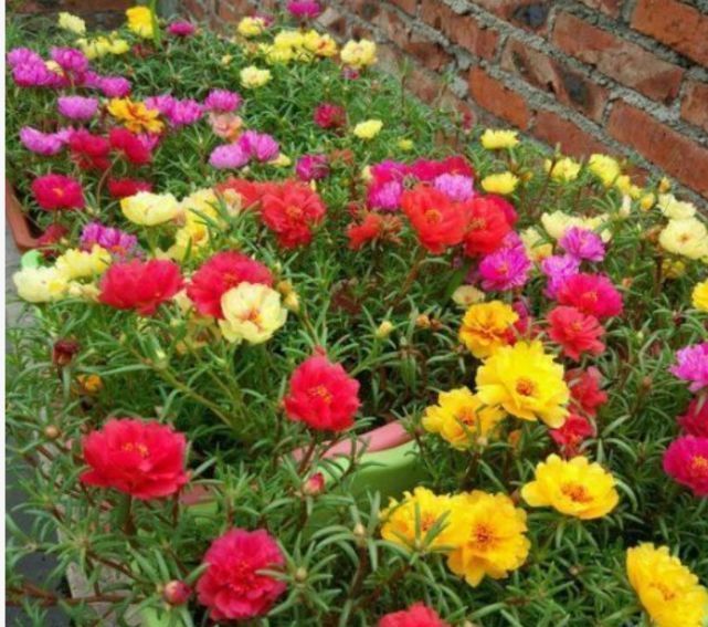 此花一开就是365天,便宜好养又好看,沾土就活,不会养花就养它