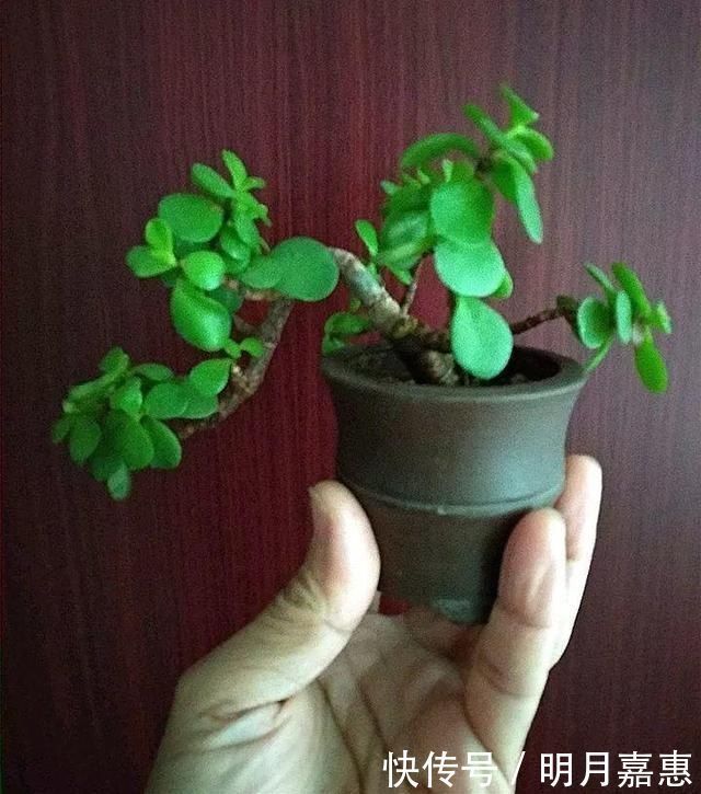 4种花被人们称为“穷命花”，不能住“大房子”，挤挤反而易爆盆